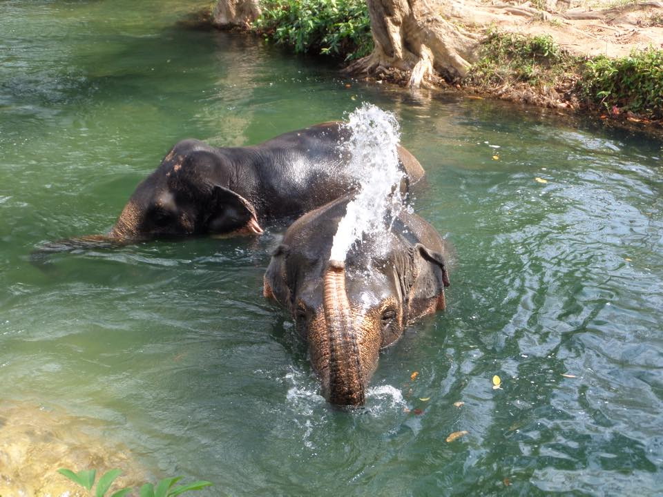 krabi elephant trek