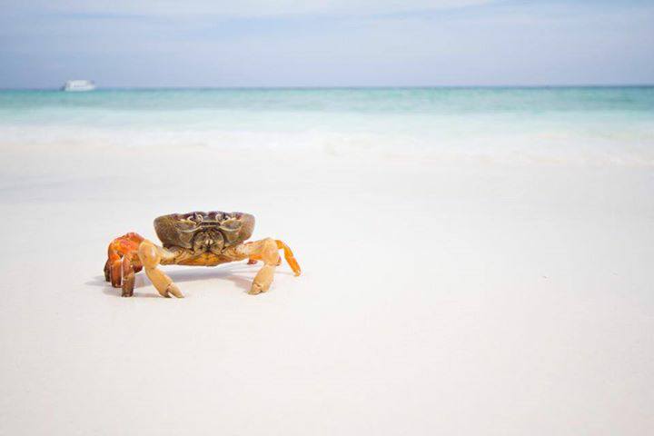 Similan island tour