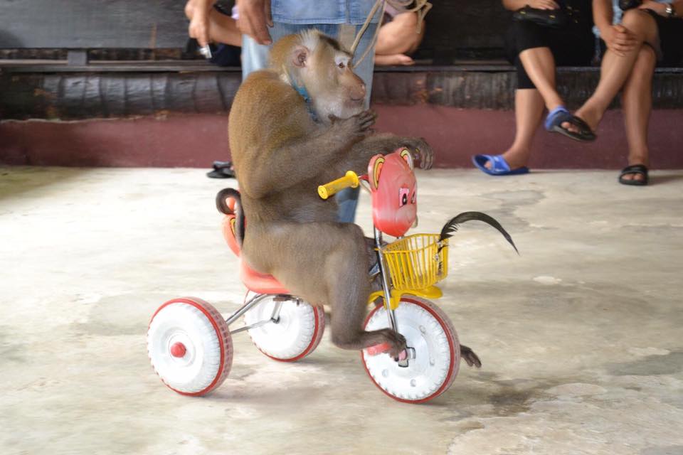Phuket monkey show
