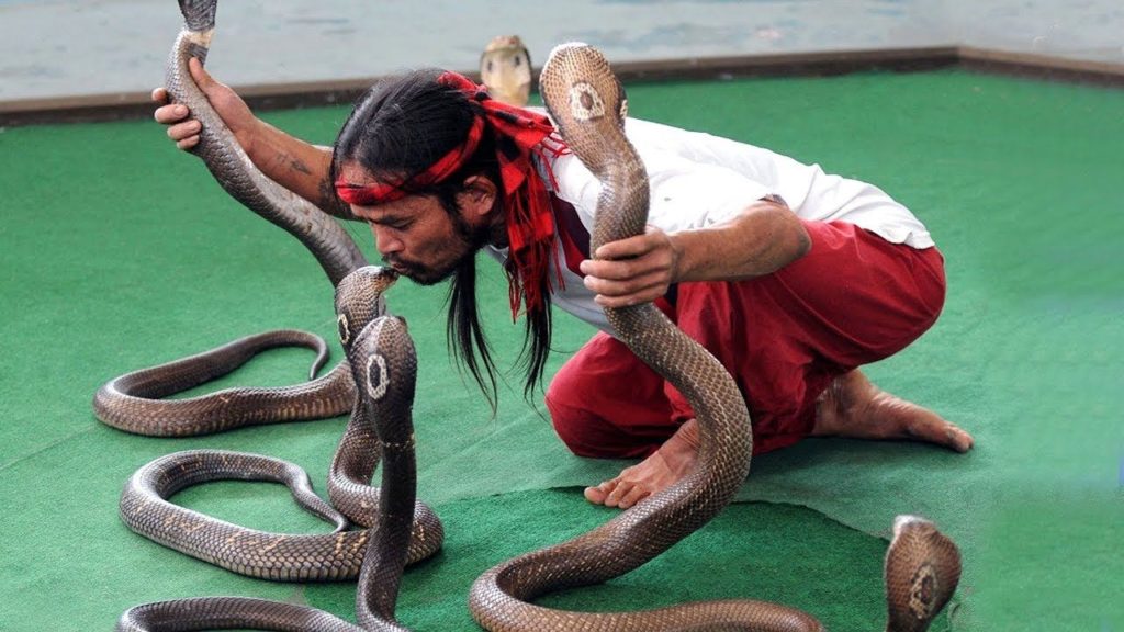 Phuket snake show