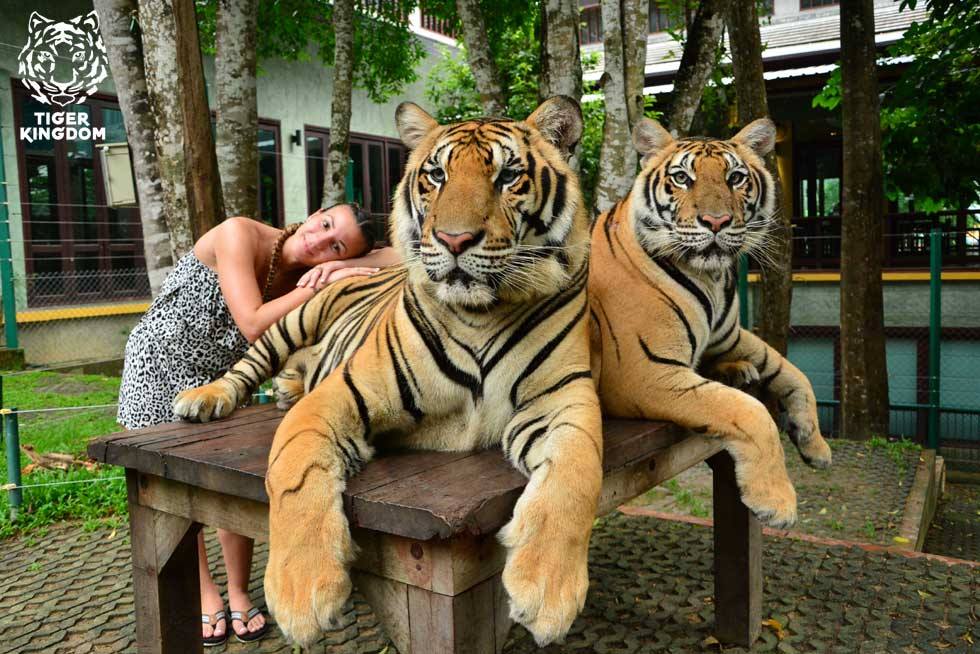 tiger park phuket