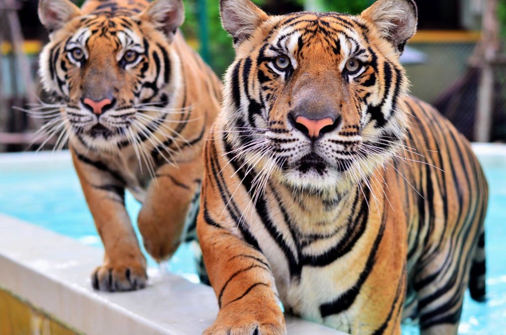 tiger park phuket