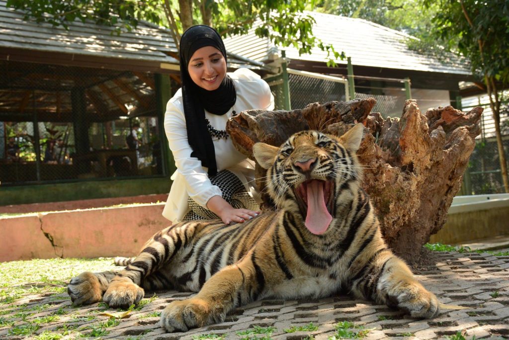 tiger park phuket
